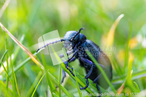 Image of poisonous violet oil beetle feeding on grass