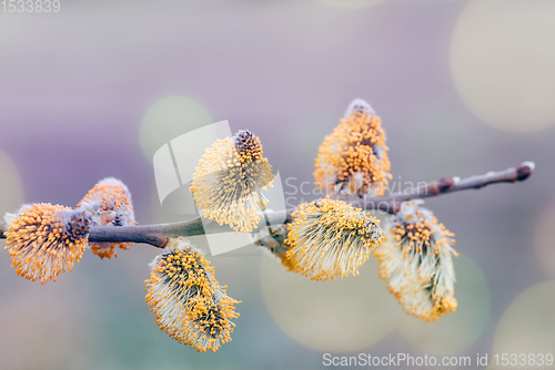 Image of pussy-willow holiday, spring background