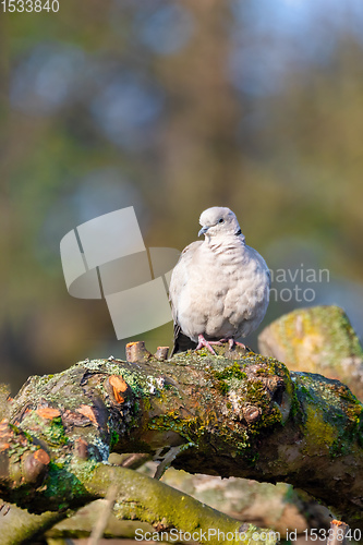 Image of Eurasian collared dove in spring garden