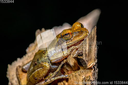 Image of nocturnal frog Boophis Madagascar, wildlife