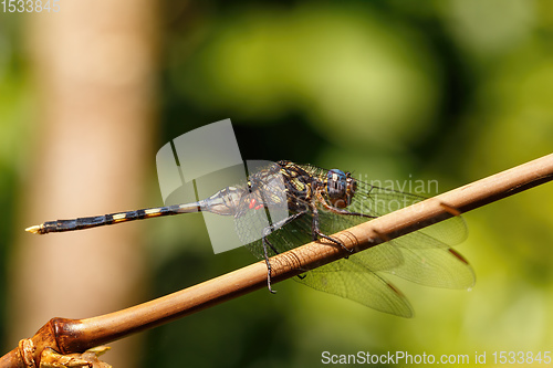 Image of Dragonfly In Rainforest Madagascar Wildlife