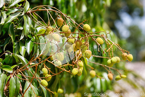 Image of Unripe exotic fruit Lychee on tree