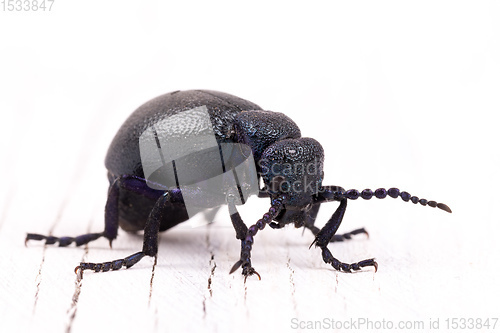 Image of poisonous violet oil beetle isolated on white