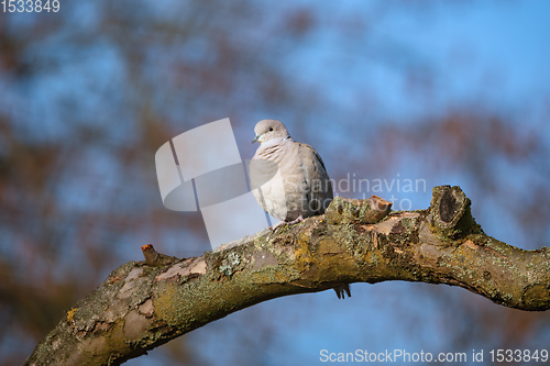 Image of Eurasian collared dove in spring garden