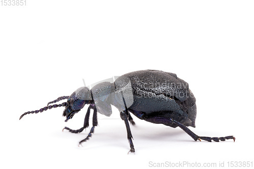 Image of poisonous violet oil beetle isolated on white