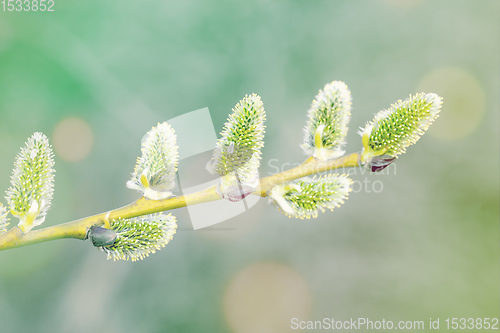 Image of pussy-willow holiday, spring background