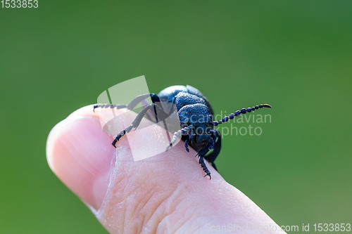 Image of poisonous violet oil beetle on human finger