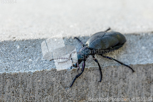 Image of poisonous violet oil beetle