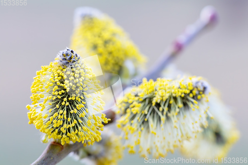 Image of pussy-willow holiday, spring background