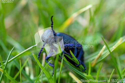 Image of poisonous violet oil beetle feeding on grass