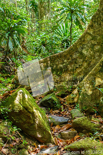 Image of primary rainforest jungle Madagascar