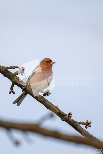 Image of small bird, common chaffinch