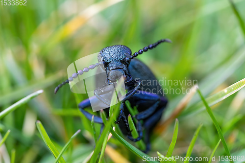 Image of poisonous violet oil beetle feeding on grass