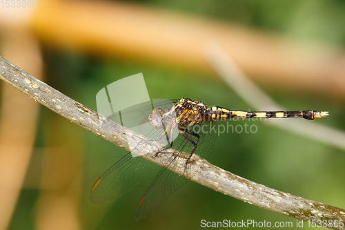Image of Dragonfly In Rainforest Madagascar Wildlife