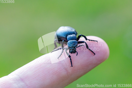 Image of poisonous violet oil beetle on human finger
