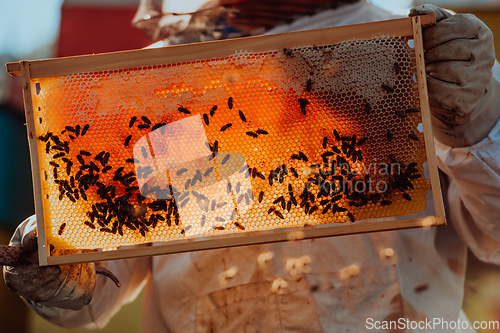 Image of Beekeeper checking honey on the beehive frame in the field. Small business owner on apiary. Natural healthy food produceris working with bees and beehives on the apiary.