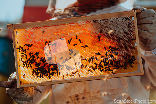 Image of Beekeeper checking honey on the beehive frame in the field. Small business owner on apiary. Natural healthy food produceris working with bees and beehives on the apiary.