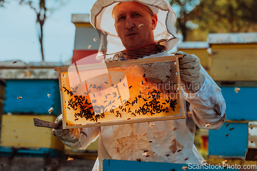 Image of Beekeeper checking honey on the beehive frame in the field. Small business owner on apiary. Natural healthy food produceris working with bees and beehives on the apiary.