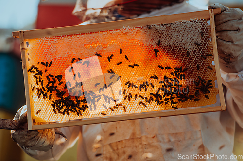 Image of Beekeeper checking honey on the beehive frame in the field. Small business owner on apiary. Natural healthy food produceris working with bees and beehives on the apiary.