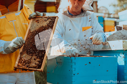 Image of Beekeepers checking honey on the beehive frame in the field. Small business owners on apiary. Natural healthy food produceris working with bees and beehives on the apiary.