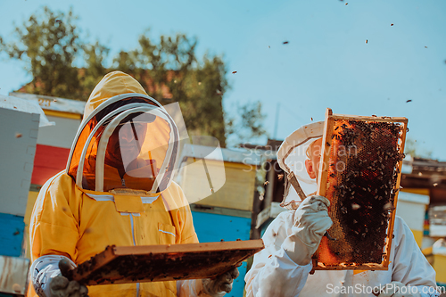 Image of Beekeepers checking honey on the beehive frame in the field. Small business owners on apiary. Natural healthy food produceris working with bees and beehives on the apiary.