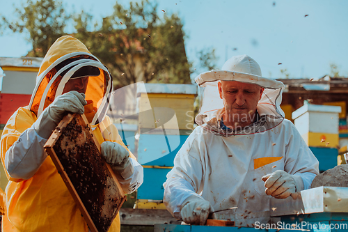 Image of Beekeepers checking honey on the beehive frame in the field. Small business owners on apiary. Natural healthy food produceris working with bees and beehives on the apiary.