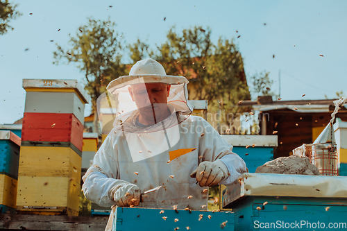 Image of Beekeeper checking honey on the beehive frame in the field. Beekeeper on apiary. Beekeeper is working with bees and beehives on the apiary.