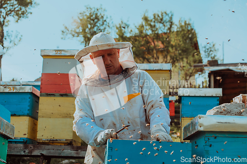 Image of Beekeeper checking honey on the beehive frame in the field. Small business owner on apiary. Natural healthy food produceris working with bees and beehives on the apiary.