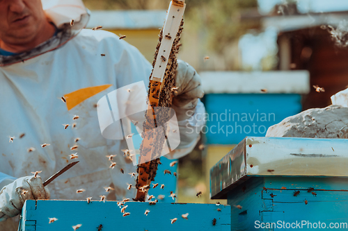 Image of Beekeeper checking honey on the beehive frame in the field. Small business owner on apiary. Natural healthy food produceris working with bees and beehives on the apiary.