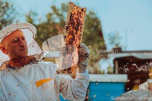 Image of Beekeeper checking honey on the beehive frame in the field. Small business owner on apiary. Natural healthy food produceris working with bees and beehives on the apiary.