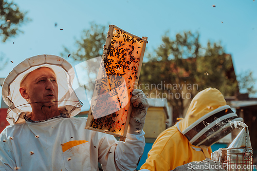 Image of Beekeepers checking honey on the beehive frame in the field. Small business owners on apiary. Natural healthy food produceris working with bees and beehives on the apiary.