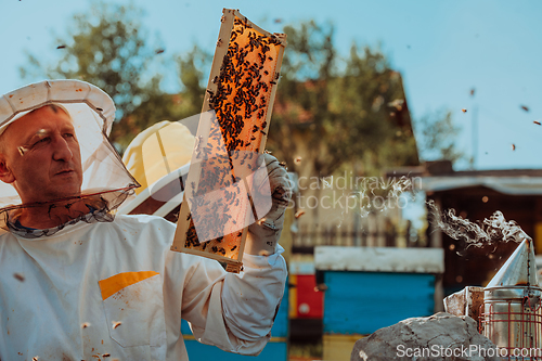 Image of Beekeeper checking honey on the beehive frame in the field. Small business owner on apiary. Natural healthy food produceris working with bees and beehives on the apiary.