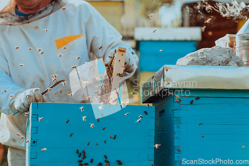 Image of Beekeeper checking honey on the beehive frame in the field. Small business owner on apiary. Natural healthy food produceris working with bees and beehives on the apiary.