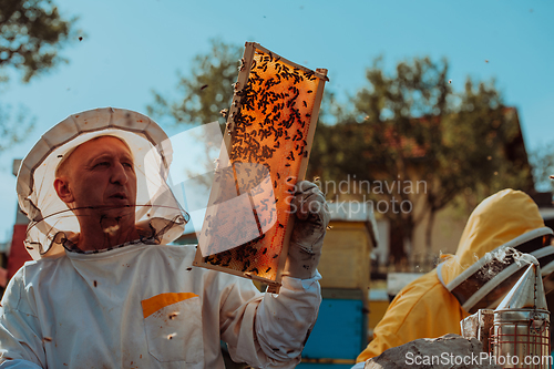 Image of Beekeepers checking honey on the beehive frame in the field. Small business owners on apiary. Natural healthy food produceris working with bees and beehives on the apiary.