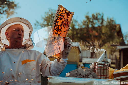 Image of Beekeepers checking honey on the beehive frame in the field. Small business owners on apiary. Natural healthy food produceris working with bees and beehives on the apiary.