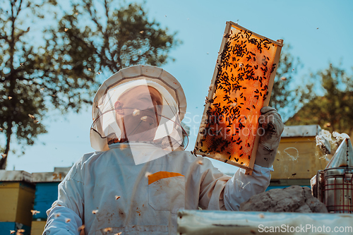 Image of Beekeepers checking honey on the beehive frame in the field. Small business owners on apiary. Natural healthy food produceris working with bees and beehives on the apiary.