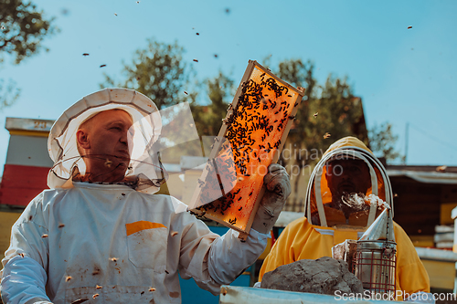 Image of Beekeepers checking honey on the beehive frame in the field. Small business owners on apiary. Natural healthy food produceris working with bees and beehives on the apiary.