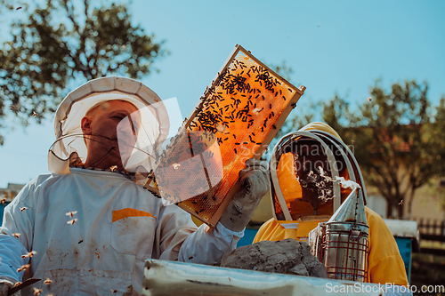 Image of Beekeepers checking honey on the beehive frame in the field. Small business owners on apiary. Natural healthy food produceris working with bees and beehives on the apiary.