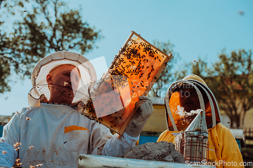 Image of Beekeepers checking honey on the beehive frame in the field. Small business owners on apiary. Natural healthy food produceris working with bees and beehives on the apiary.