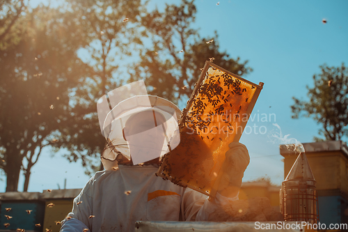 Image of Beekeeper checking honey on the beehive frame in the field. Small business owner on apiary. Natural healthy food produceris working with bees and beehives on the apiary.