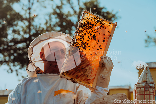 Image of Beekeeper checking honey on the beehive frame in the field. Small business owner on apiary. Natural healthy food produceris working with bees and beehives on the apiary.