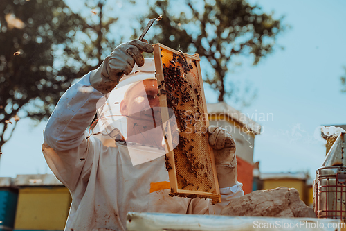 Image of Beekeeper checking honey on the beehive frame in the field. Beekeeper on apiary. Beekeeper is working with bees and beehives on the apiary.