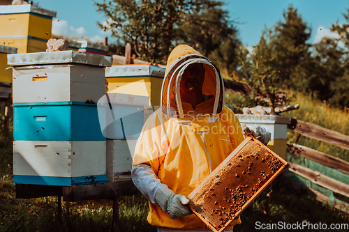 Image of Beekeeper checking honey on the beehive frame in the field. Small business owner on apiary. Natural healthy food produceris working with bees and beehives on the apiary.