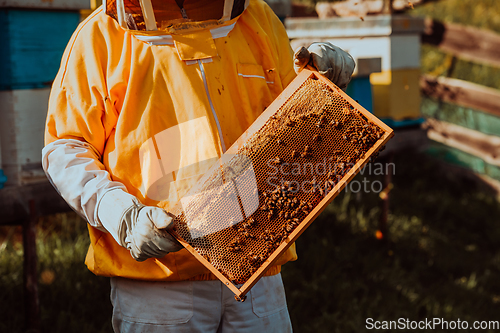 Image of Beekeeper checking honey on the beehive frame in the field. Small business owner on apiary. Natural healthy food produceris working with bees and beehives on the apiary.