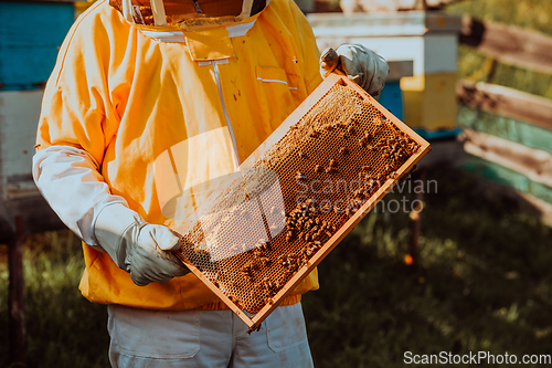 Image of Beekeeper checking honey on the beehive frame in the field. Small business owner on apiary. Natural healthy food produceris working with bees and beehives on the apiary.