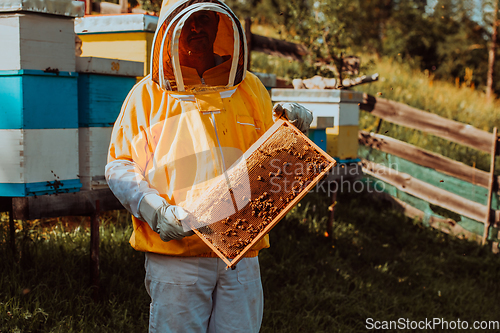 Image of Beekeeper checking honey on the beehive frame in the field. Small business owner on apiary. Natural healthy food produceris working with bees and beehives on the apiary.