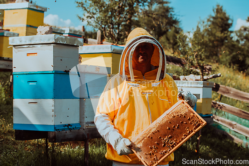 Image of Beekeeper checking honey on the beehive frame in the field. Small business owner on apiary. Natural healthy food produceris working with bees and beehives on the apiary.