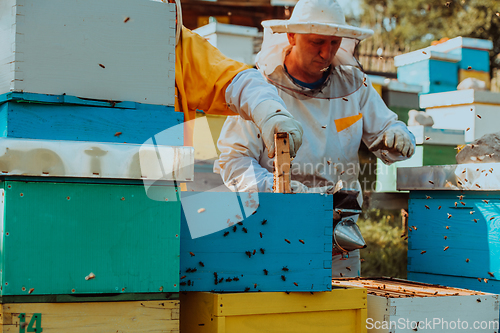 Image of Beekeepers checking honey on the beehive frame in the field. Small business owners on apiary. Natural healthy food produceris working with bees and beehives on the apiary.