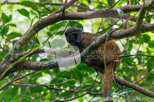 Image of female of white-headed lemur Madagascar wildlife