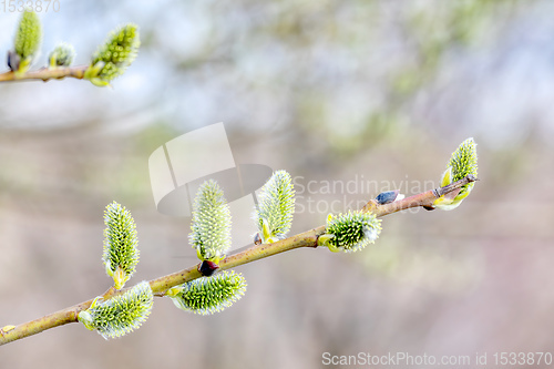 Image of pussy-willow holiday, spring background